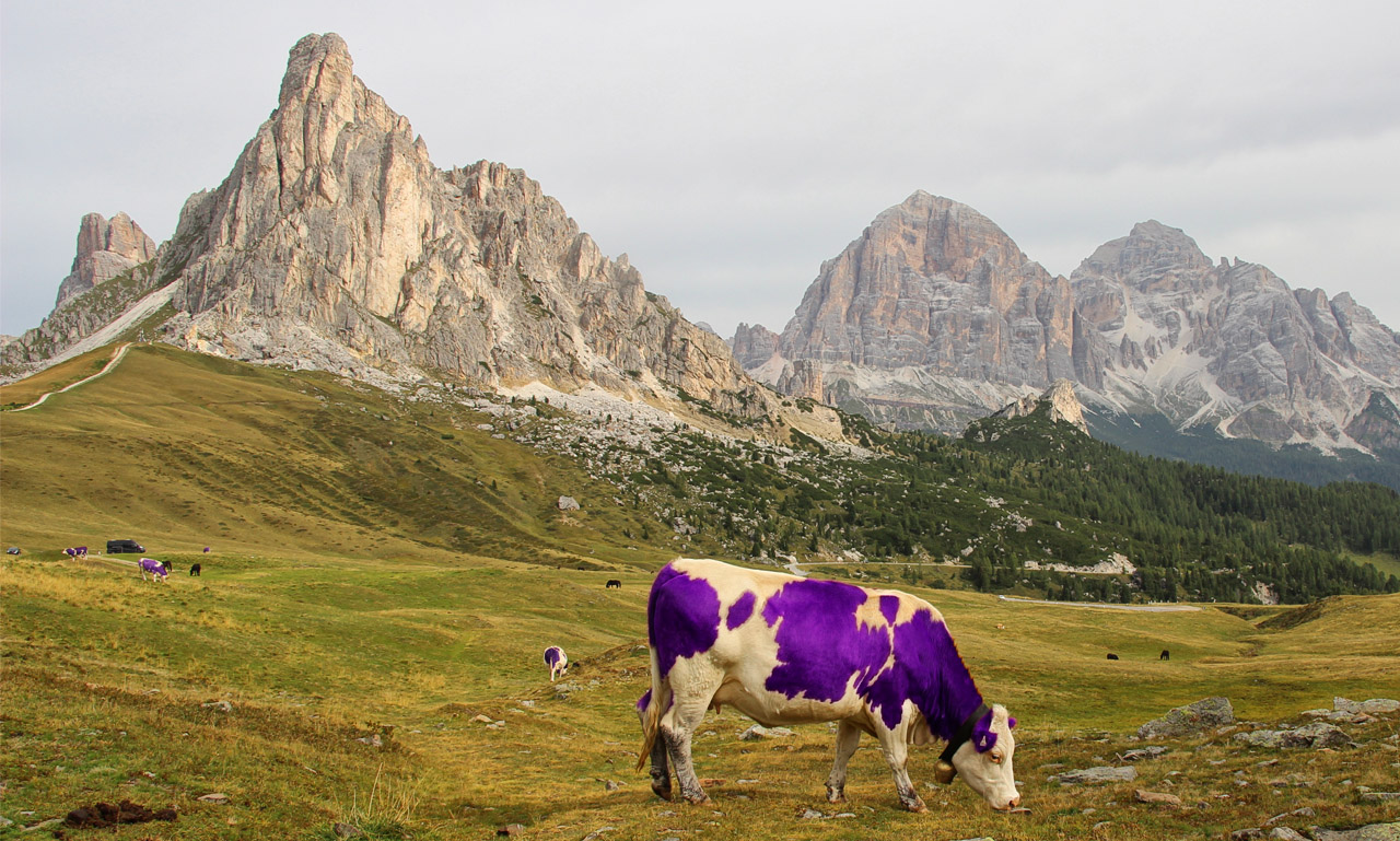 Pasúce sa kravy, v pozadí Tofane, Cinque Torri a La Gusela, Dolomity