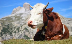 Krava pri Tre Cime, Dolomity