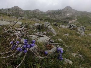 Najvyšší vrch Kosova Djeravica 2656 m.