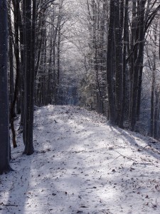 Rozprávkový les